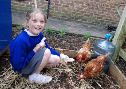 girl feeds chickens as part of school food growing project