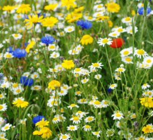 wildflowers grown in haveley hey primary school wildlife garden